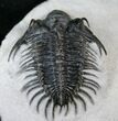 Spiny Comura Trilobite Fossil - Long #16075-4